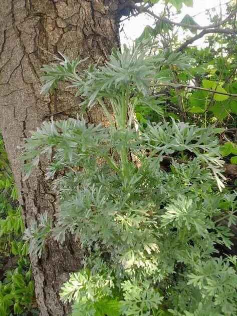  【技术解码】青团表皮的天然染色密码：从艾草到鼠麴草的植物学全解析 文化旅游