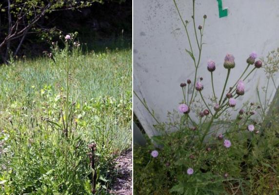  【技术解码】青团表皮的天然染色密码：从艾草到鼠麴草的植物学全解析 文化旅游