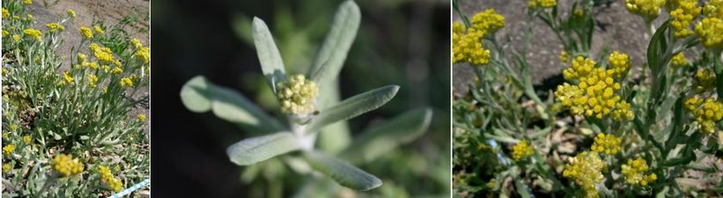  【技术解码】青团表皮的天然染色密码：从艾草到鼠麴草的植物学全解析 文化旅游